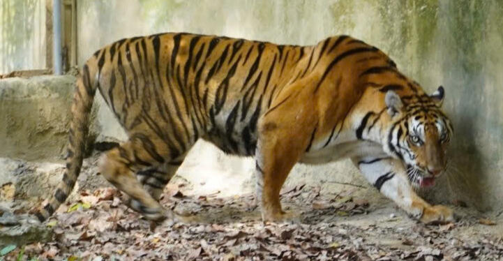 Tiger at a tiger farm in Vietnam. Images used with permission of Vietnam's Central Forest Protection Department.