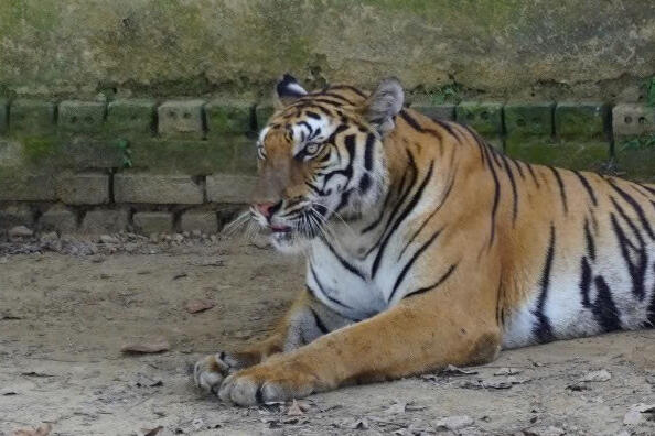 Tiger at a tiger farm in Vietnam. Images used with permission of Vietnam's Central Forest Protection Department.