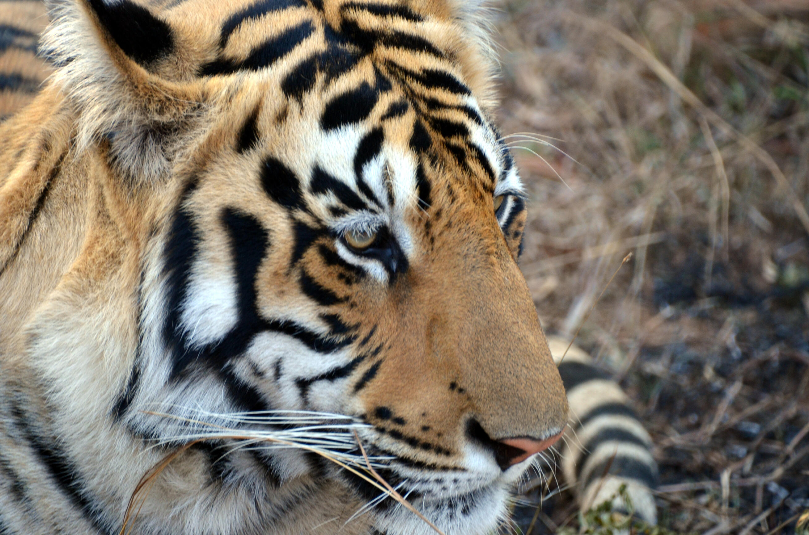 A Bengal tiger in India. Tigers belong in the wild. Sanctuary provides a safe future for those who can no longer return there.