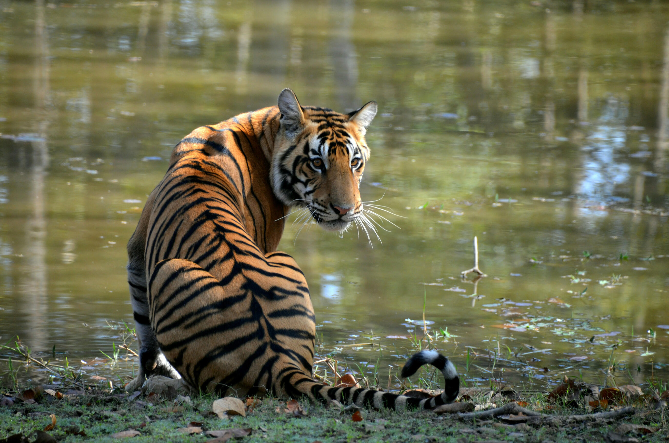 A Bengal tiger in India. Tigers belong in the wild. Sanctuary provides a safe future for those who can no longer return there.