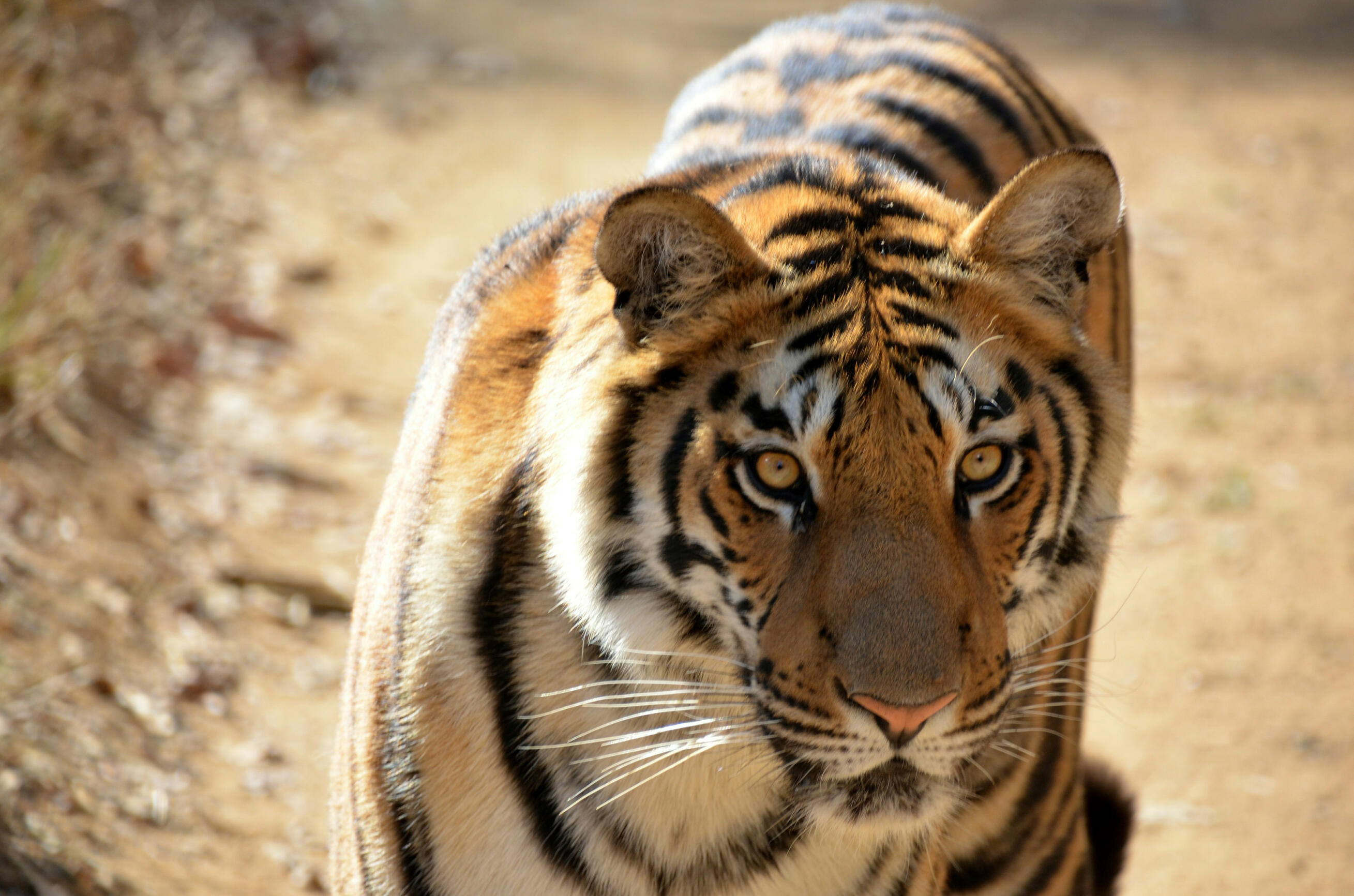 A Bengal tiger in India. Tigers belong in the wild. Sanctuary provides a safe future for those who can no longer return there.