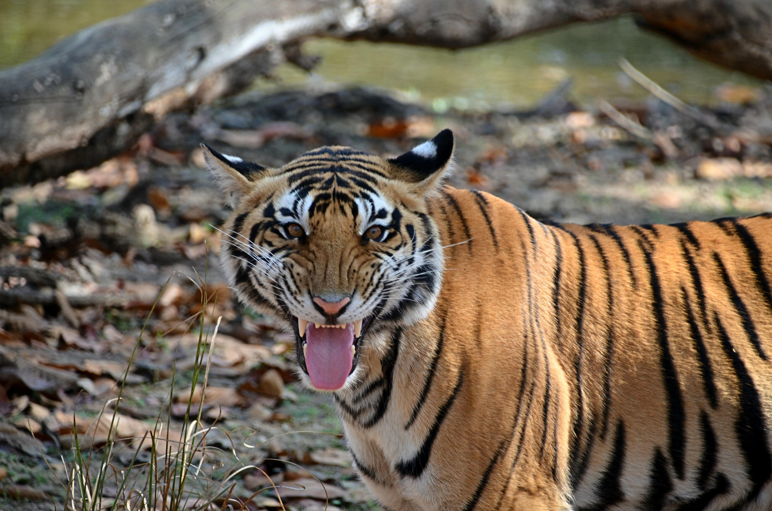 A Bengal tiger in India. Tigers belong in the wild. Sanctuary provides a safe future for those who can no longer return there.
