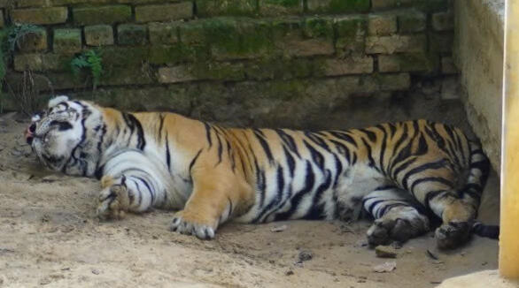 Tiger at a tiger farm in Vietnam. Images used with permission of Vietnam's Central Forest Protection Department.